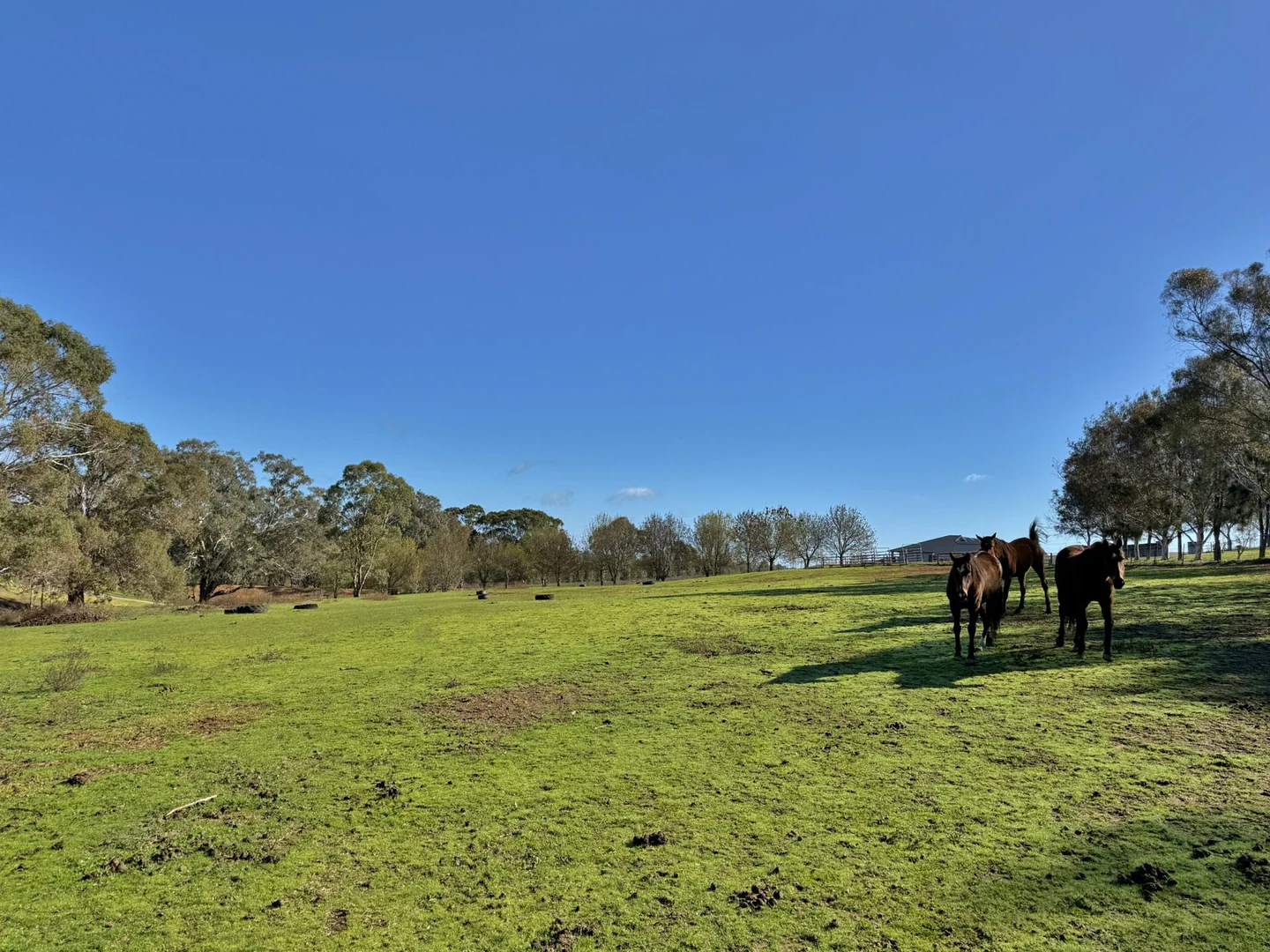 Additional image 5 of 77 Newton Road, Young NSW 2594
