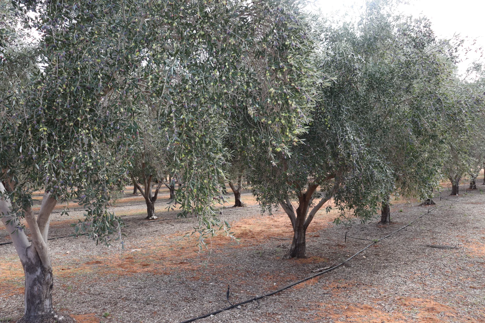 Additional image 36 of 334 Katarapko Crescent, Winkie SA 5343