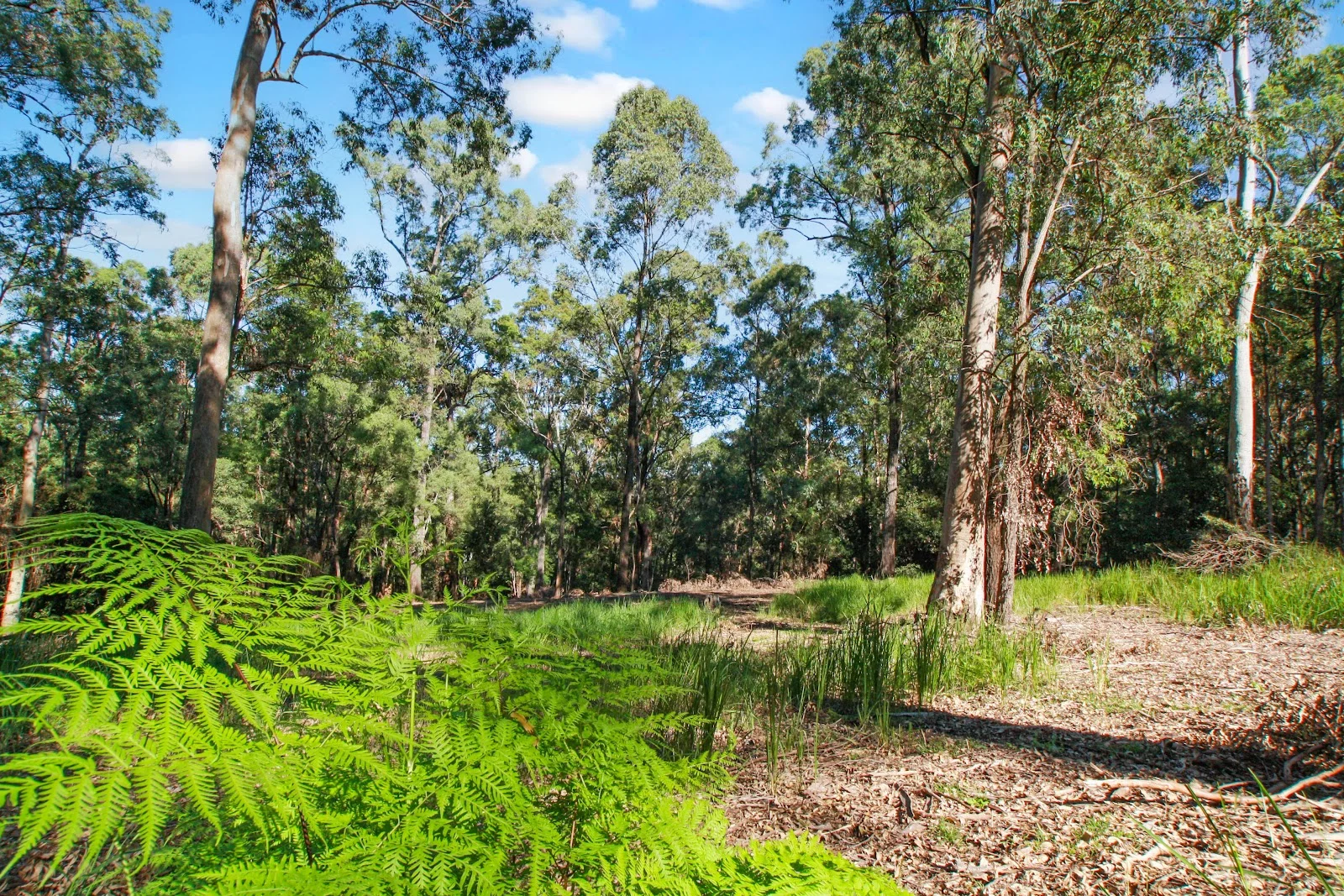 Additional image 11 of 94 Holyrood Road, Maudsland QLD 4210