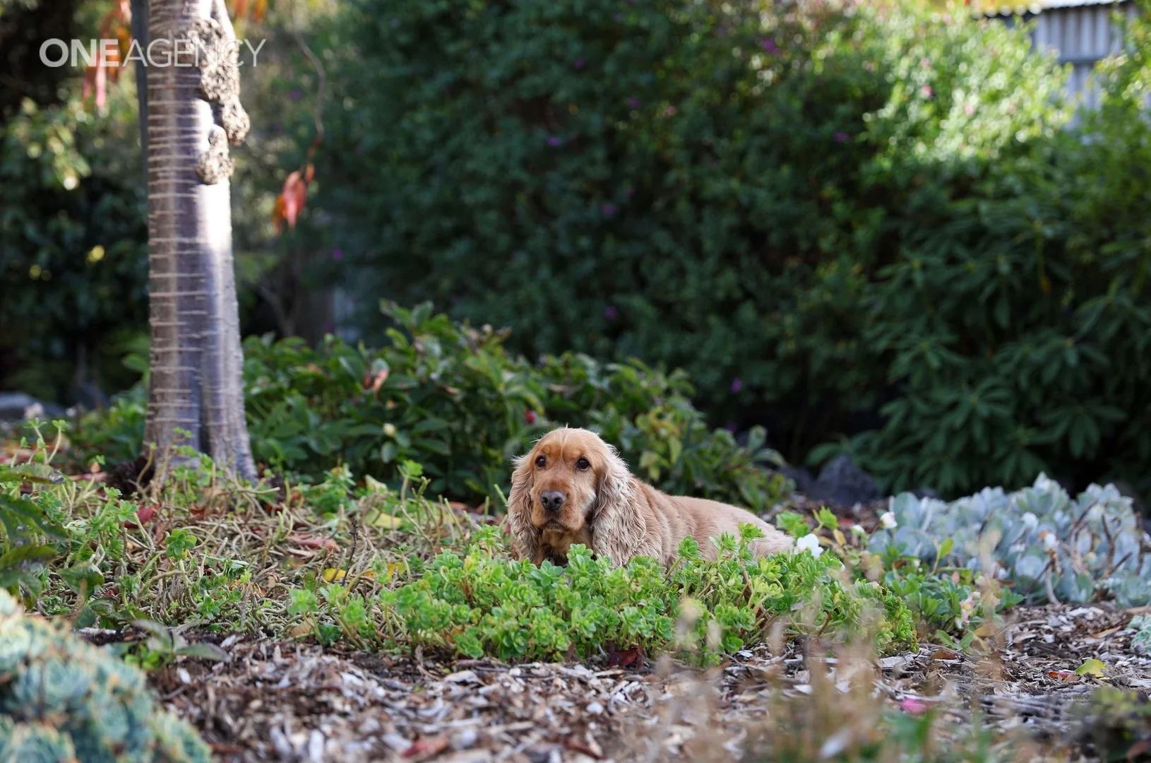 Additional image 6 of 93 Shaw Street, Latrobe TAS 7307