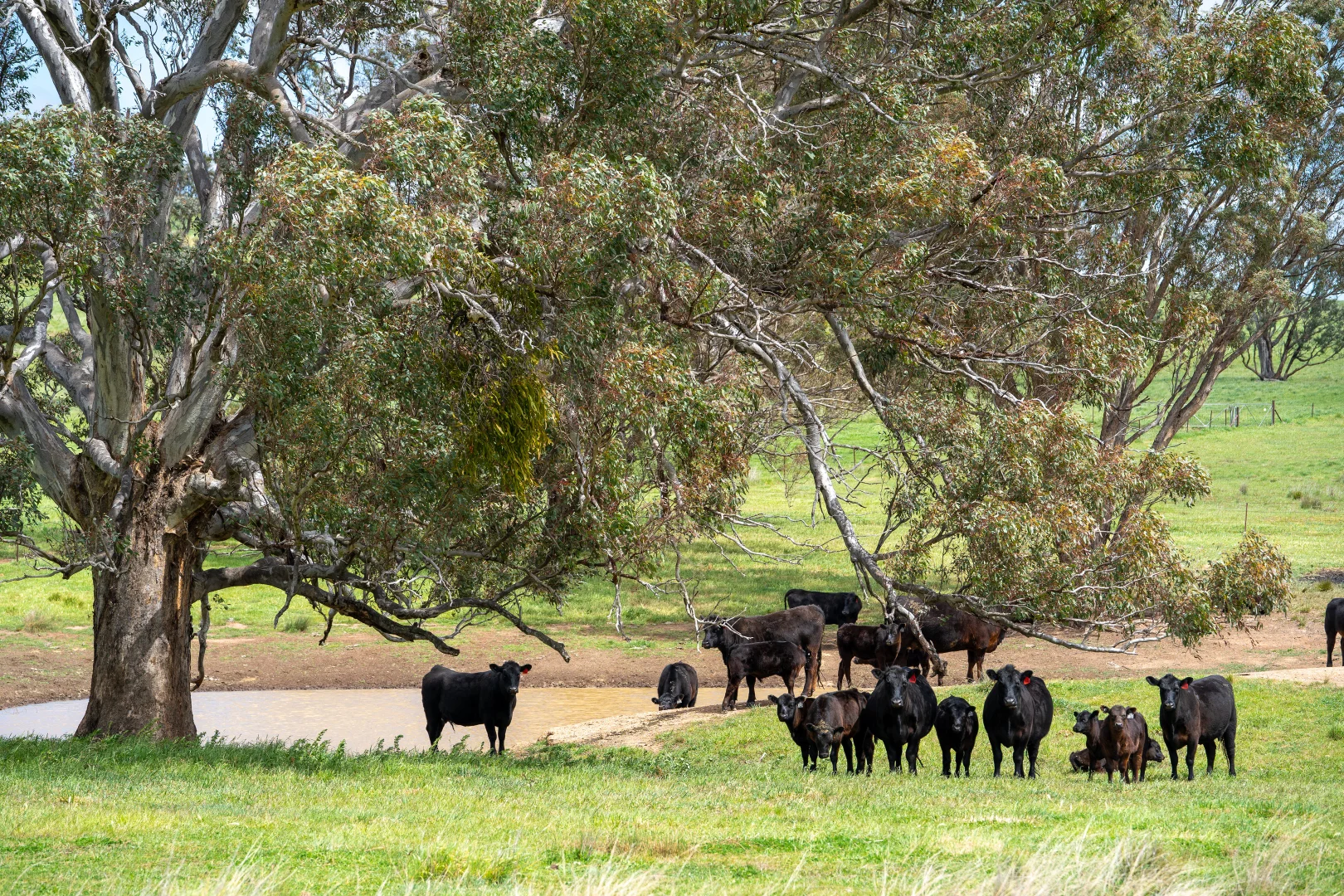 Additional image 17 of 'Cronga Peak' 157 Cronga Peak Road, Molong NSW 2866