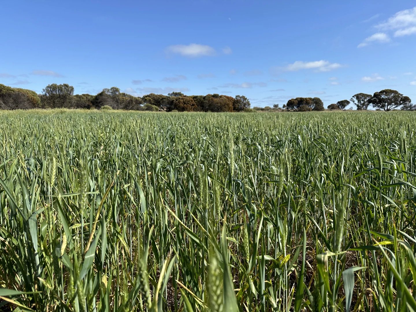 Additional image 7 of 2501 Hyden Norseman Road, Hyden WA 6359