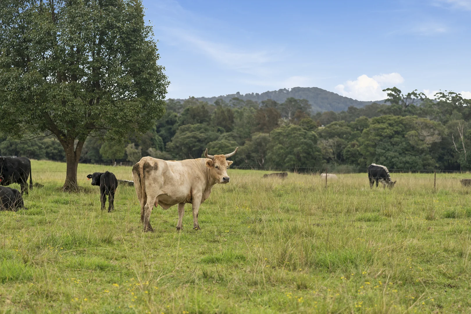Additional image 13 of 5 Jenkinson Place, Nana Glen NSW 2450