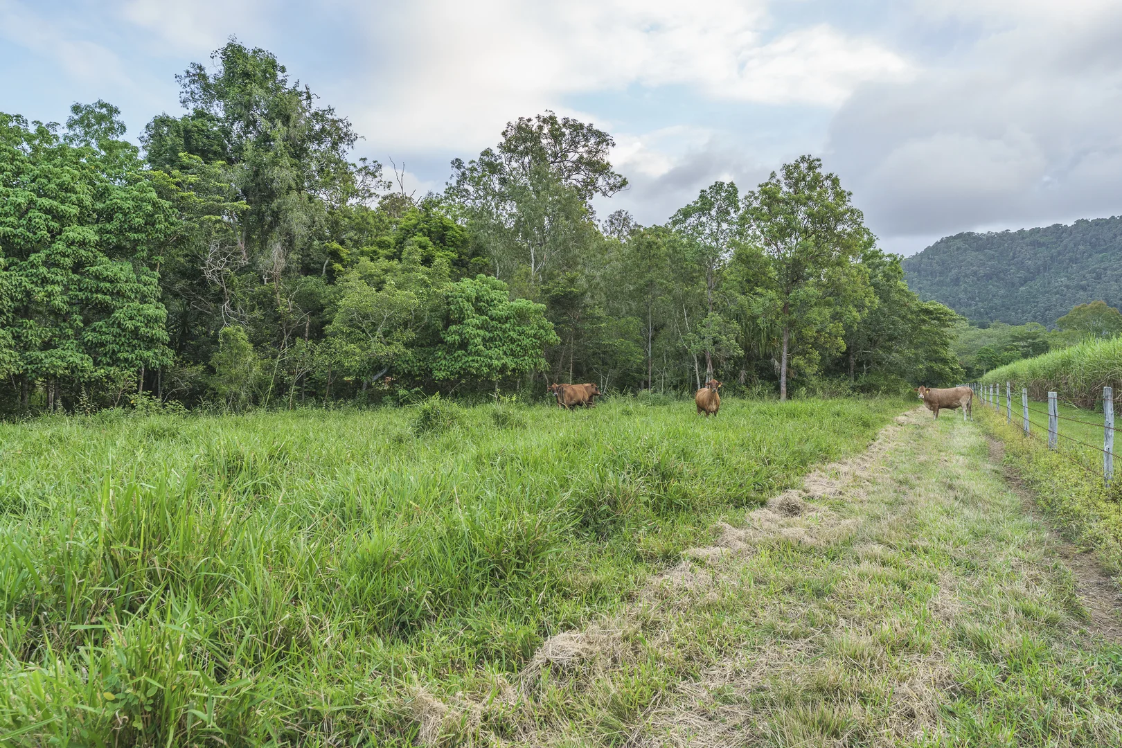 Additional image 17 of 24 Petersen Road, Koumala QLD 4738