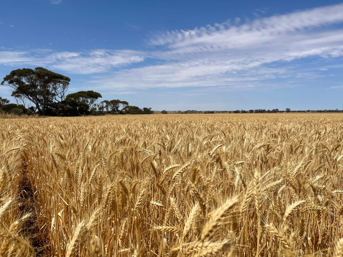 Additional image 15 of 382 Rodda Road, Boors Plain SA 5554