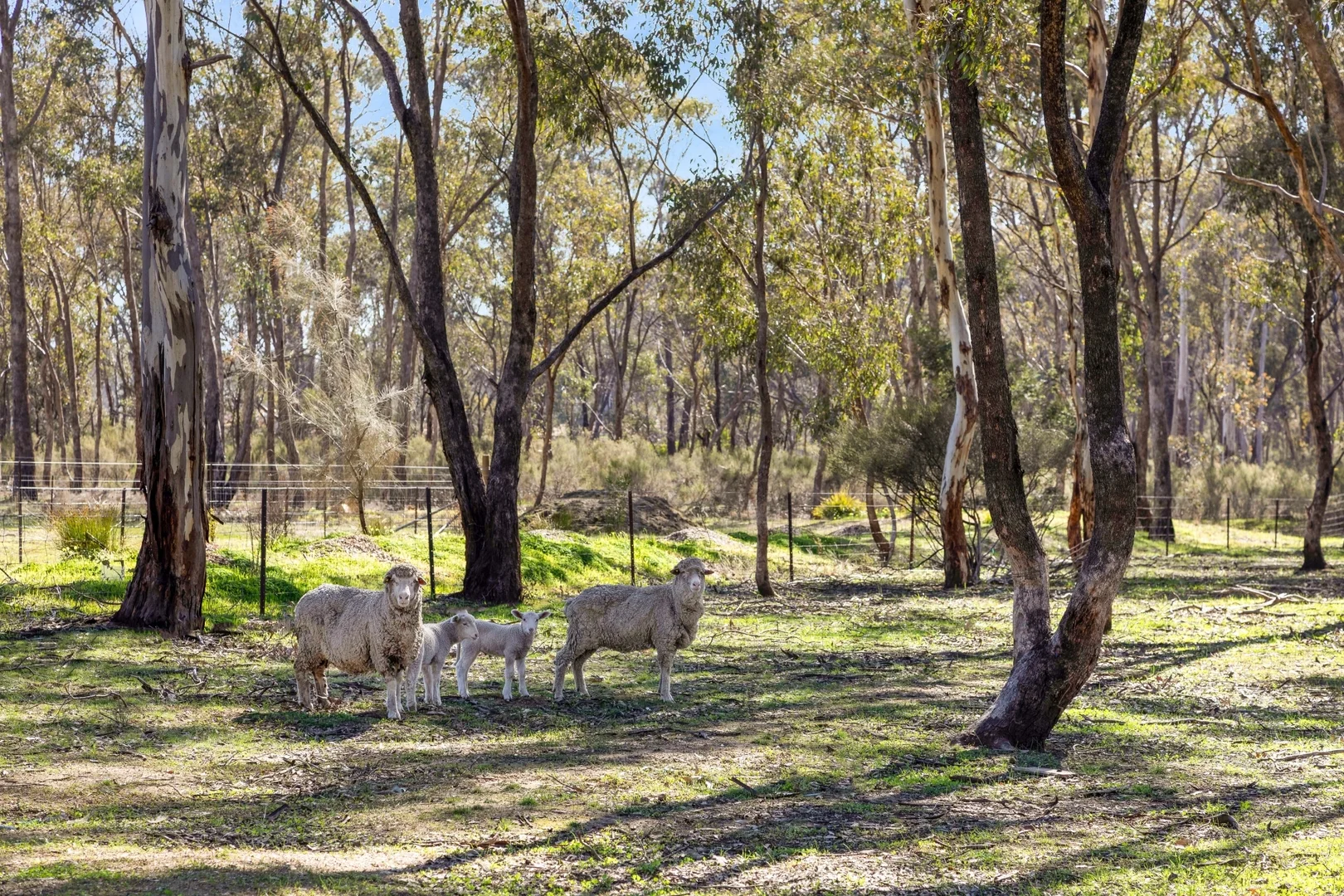 Additional image 19 of 249 Bakers Lane, Strathfieldsaye VIC 3551