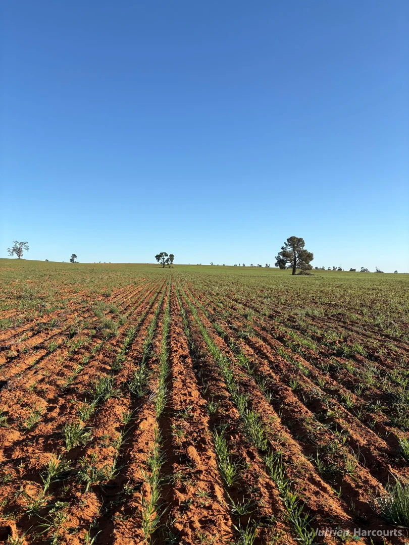 Additional image 41 of * Magenta Aggregation, Balranald NSW 2715