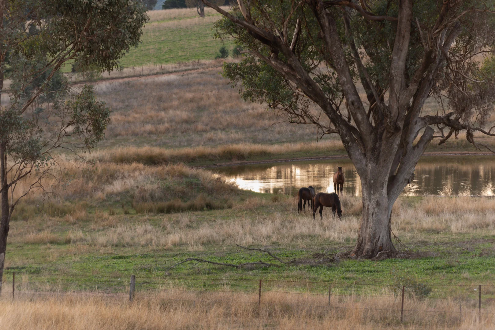 Additional image 7 of Lot 4 Wynyard Hill, Springvale NSW 2650