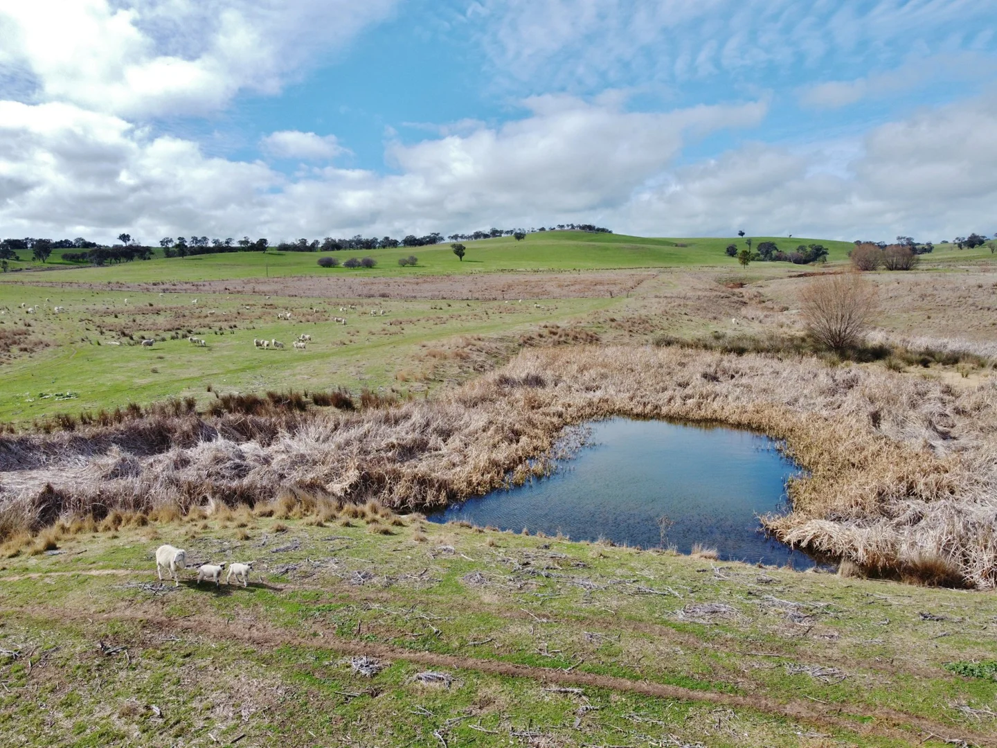 Additional image 3 of 127 Calabash Road, Murringo, via, Young NSW 2594