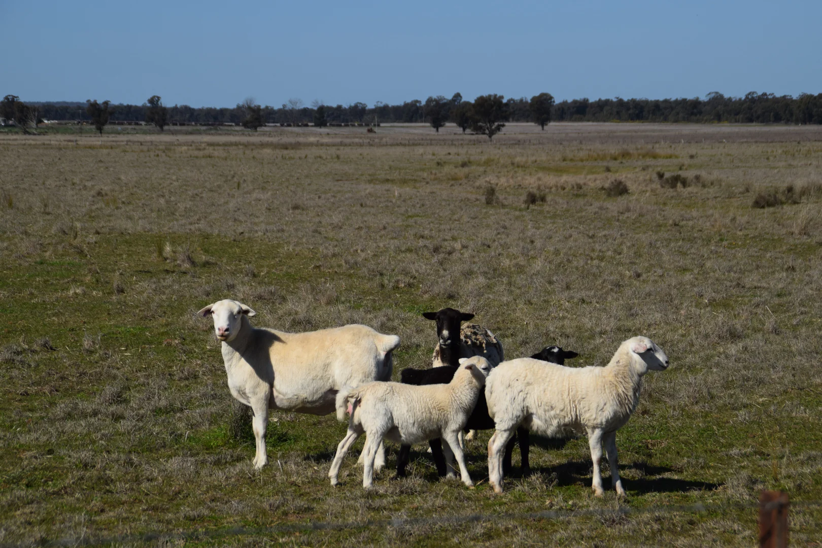 Additional image 15 of 'West Tarrawonga' 56 Donnelly Road, Eumungerie NSW 2822