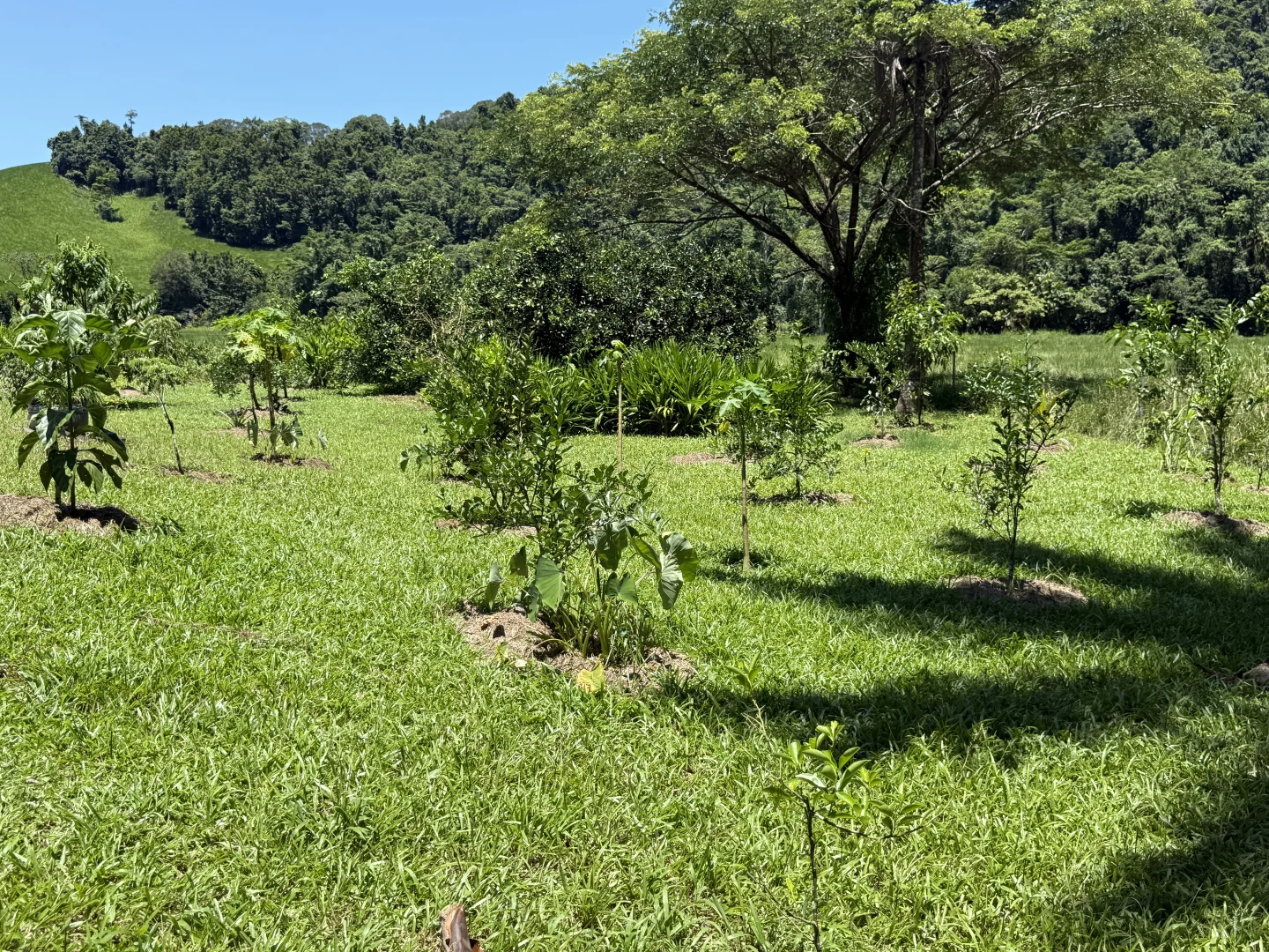 Additional image 9 of Japoonvale QLD 4856