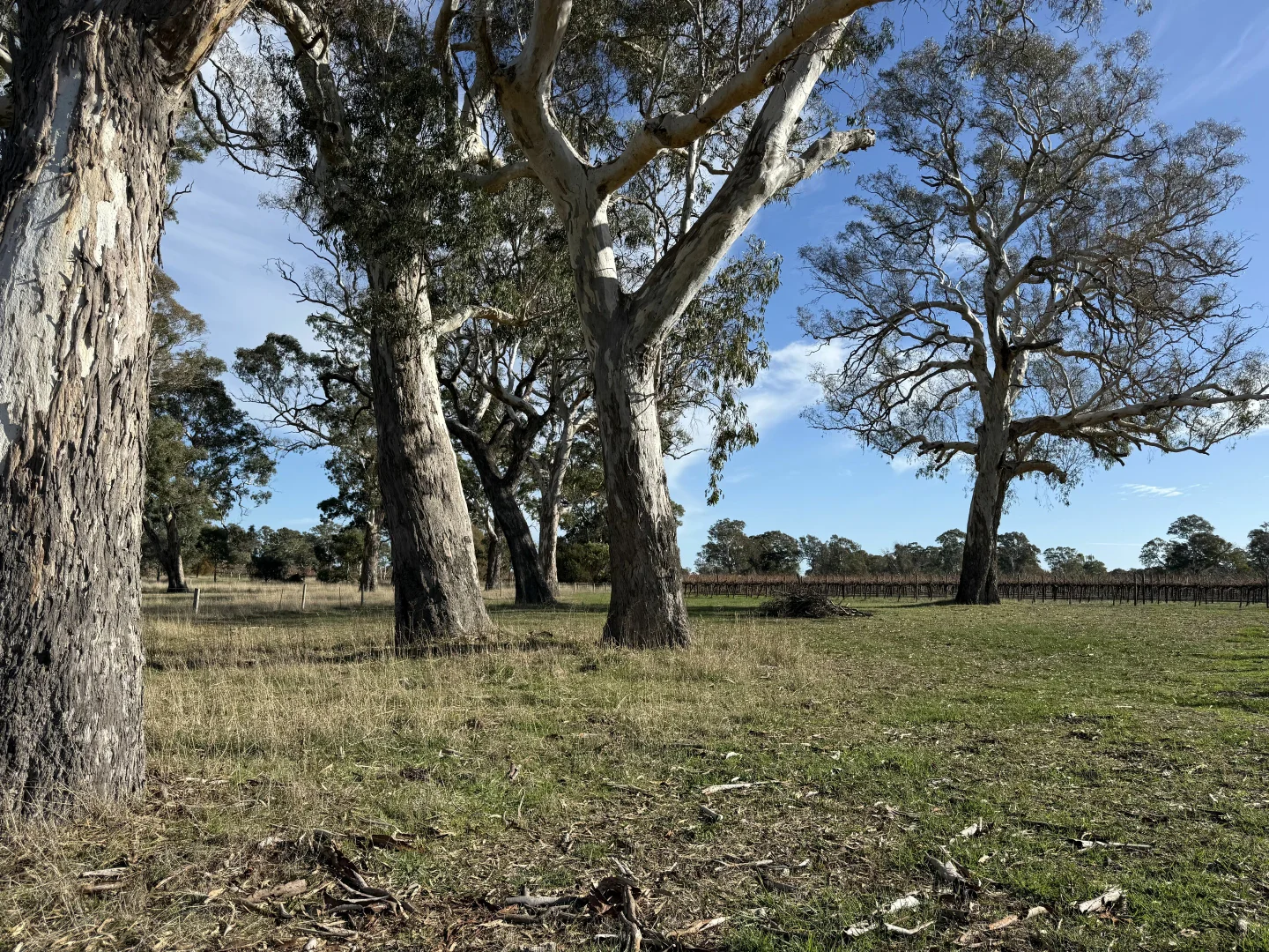 Additional image 6 of Lot 104 Dergholm Road, Penola SA 5277