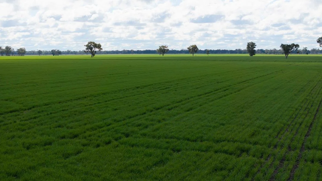 Additional image 14 of Cheecome and Carols, Moree NSW 2400