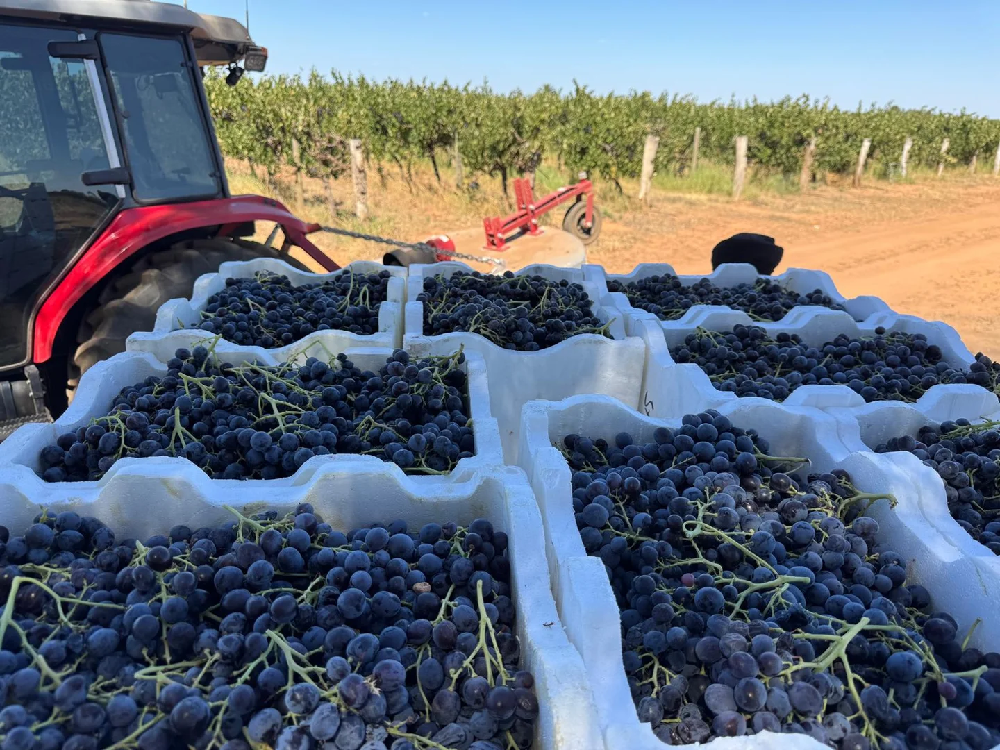 Additional image 5 of 231 Falkiner Avenue, Tresco VIC 3583