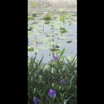 Additional image 15 of 2 Bed Flat, Ark Lane, G31, N1 7GU