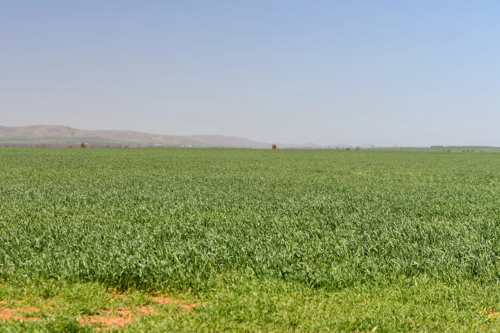 SECTION 121 Orroroo Road, Willowie SA 5431