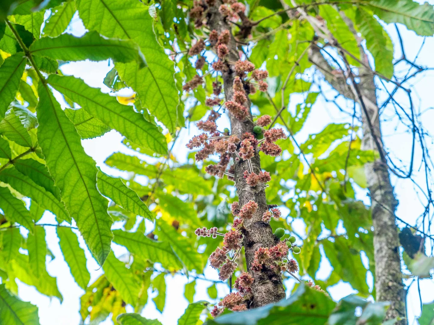 Additional image 29 of 9 Noble Road, Blue Knob NSW 2480