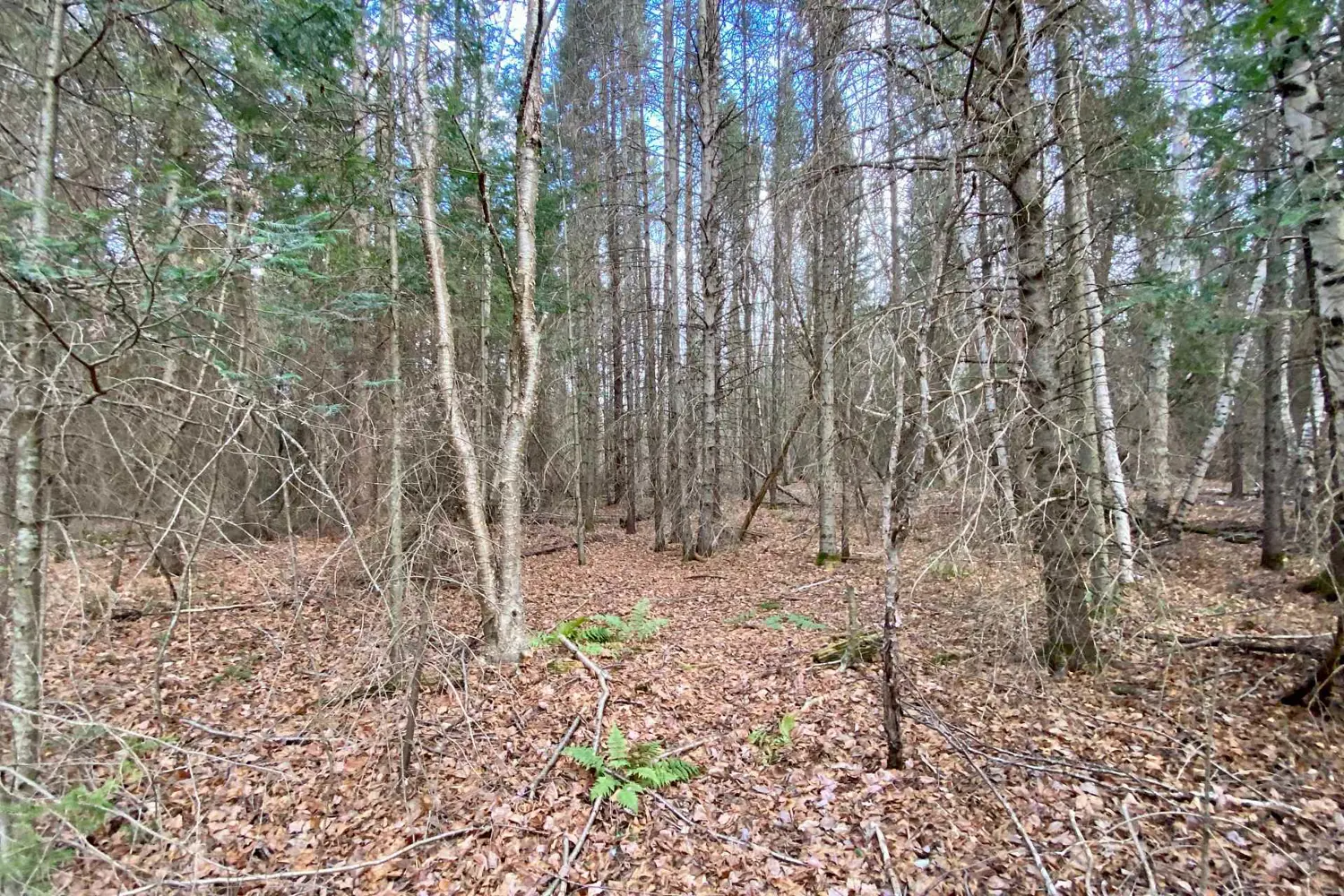 Additional image 9 of Lot 0-B Legrou's Lake Road