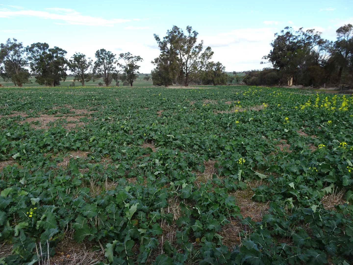 Additional image 9 of Grout Road, Cuballing WA 6311