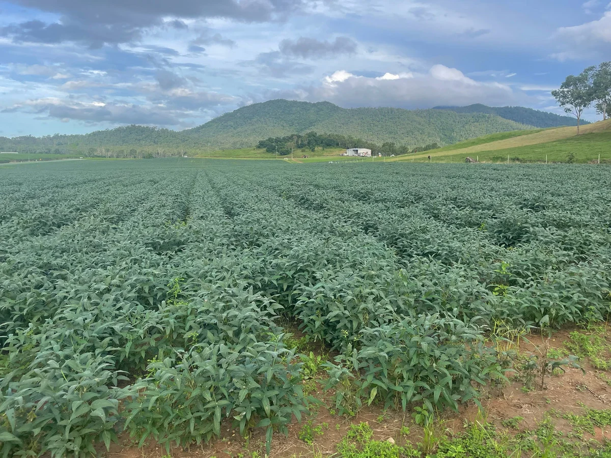 Additional image 4 of 8 Pinevale Road, Pinevale QLD 4754