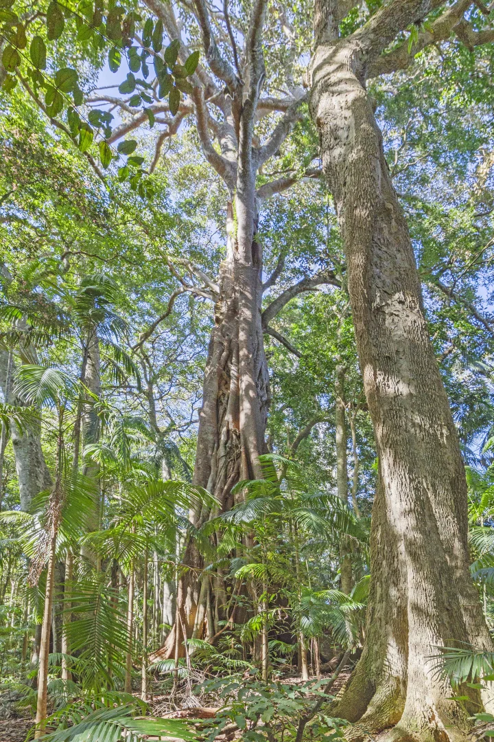 Additional image 15 of 28a Geissmann Street, Tamborine Mountain QLD 4272