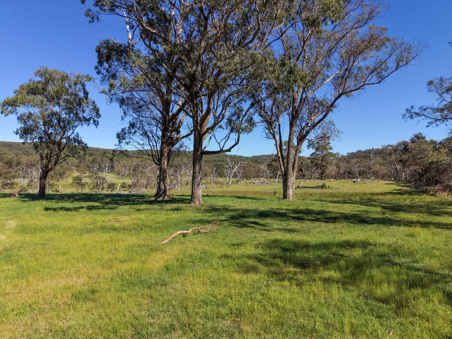 Additional image 6 of 2153 Mount Lindesay Road, Tenterfield NSW 2372