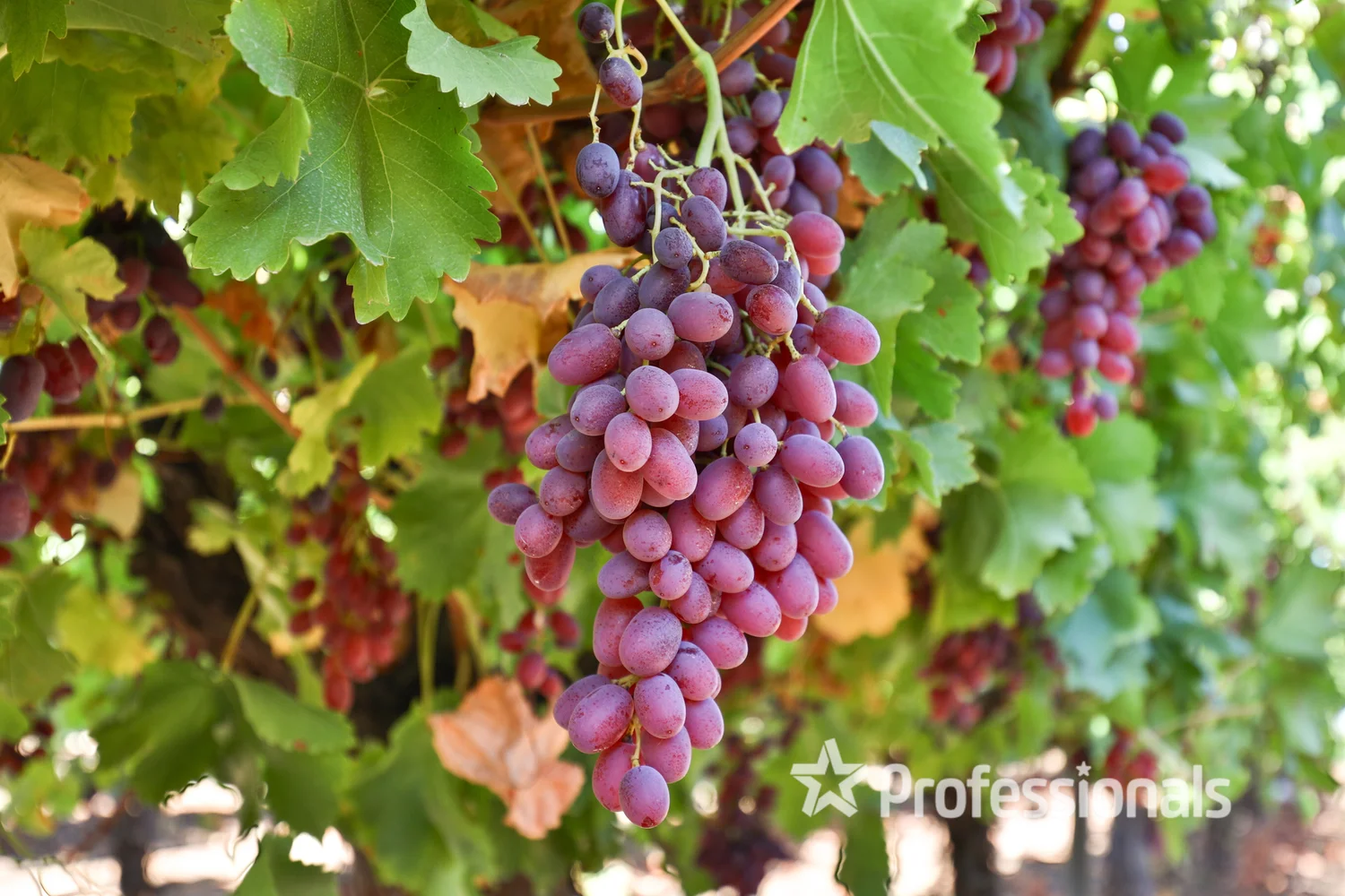 Additional image 20 of 248 Sunnycliffs Crescent, Sunnycliffs VIC 3496