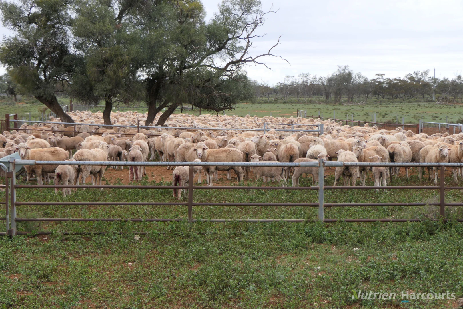 Additional image 31 of * Magenta Aggregation, Balranald NSW 2715
