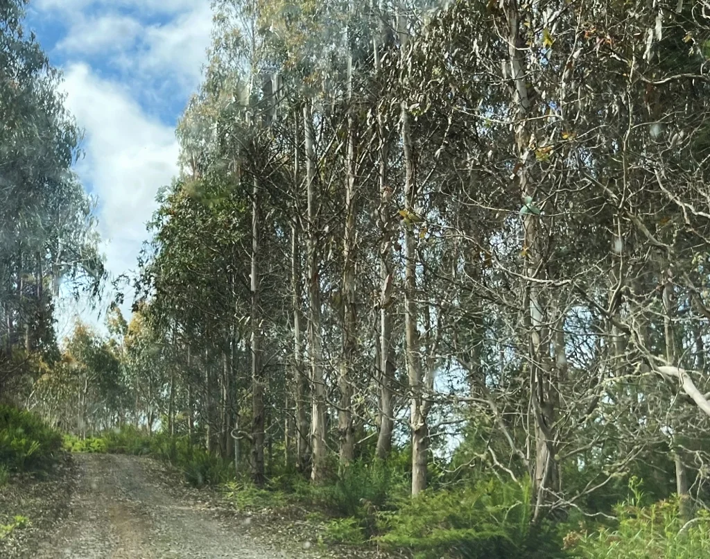 Additional image 14 of 29731 Tasman Highway, Weldborough TAS 7264