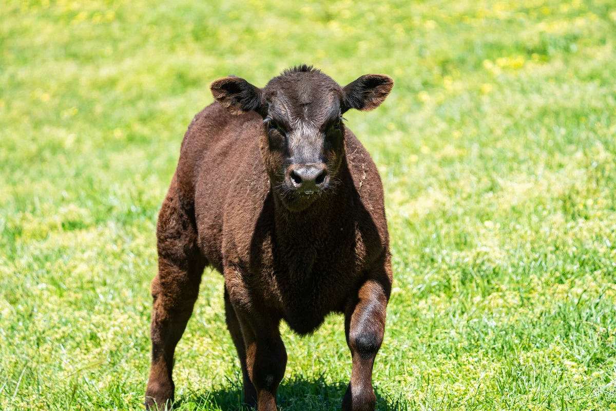 Additional image 15 of 3465 Murray Valley Highway, Berringama VIC 3691