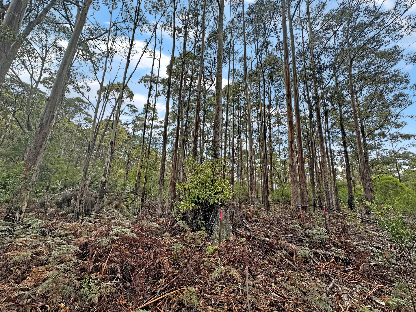 Additional image 12 of PID 7229246 Irish Town Road, St Marys TAS 7215