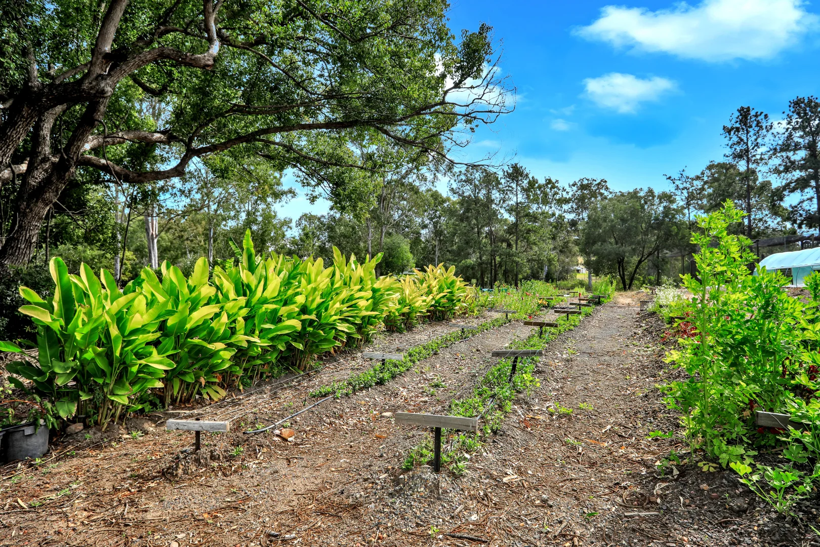 Additional image 4 of 322 Old Creek Road, Apple Tree Creek QLD 4660