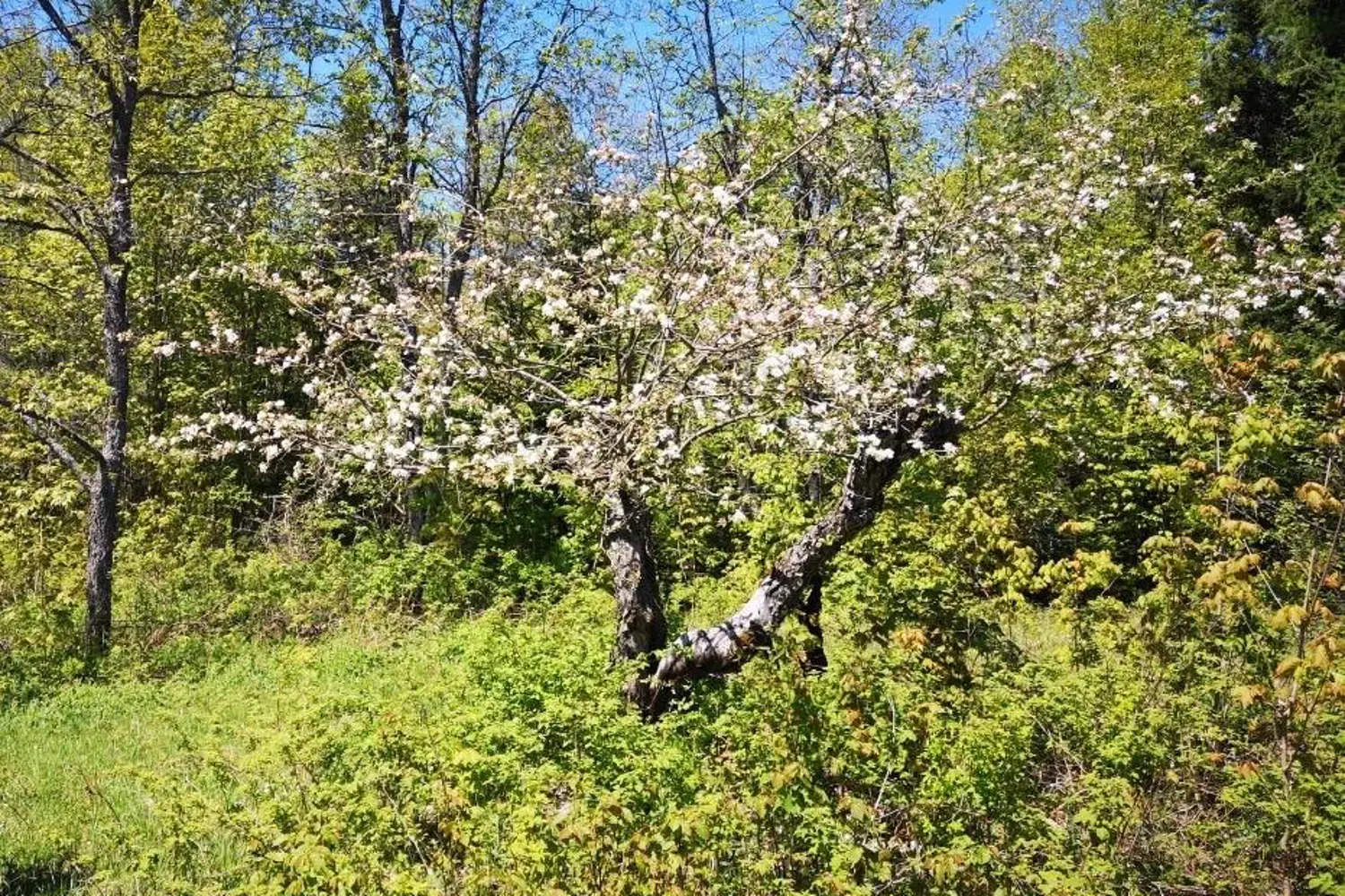 Additional image 4 of 2263 Machar Strong Boundry Road