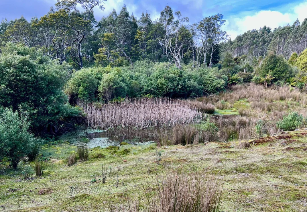 Additional image 13 of 29731 Tasman Highway, Weldborough TAS 7264