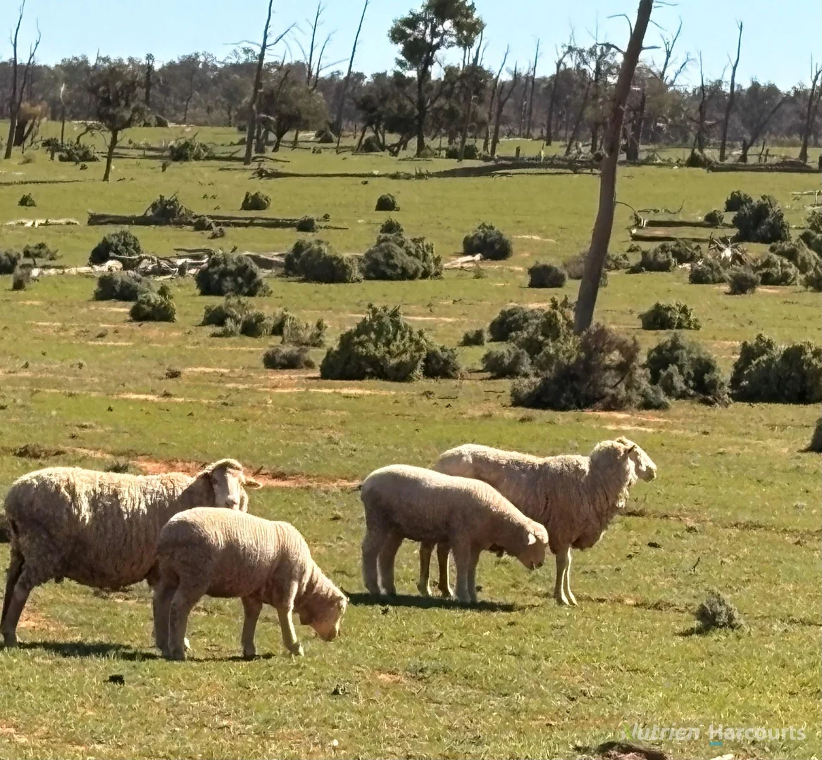 Additional image 43 of * Magenta Aggregation, Balranald NSW 2715