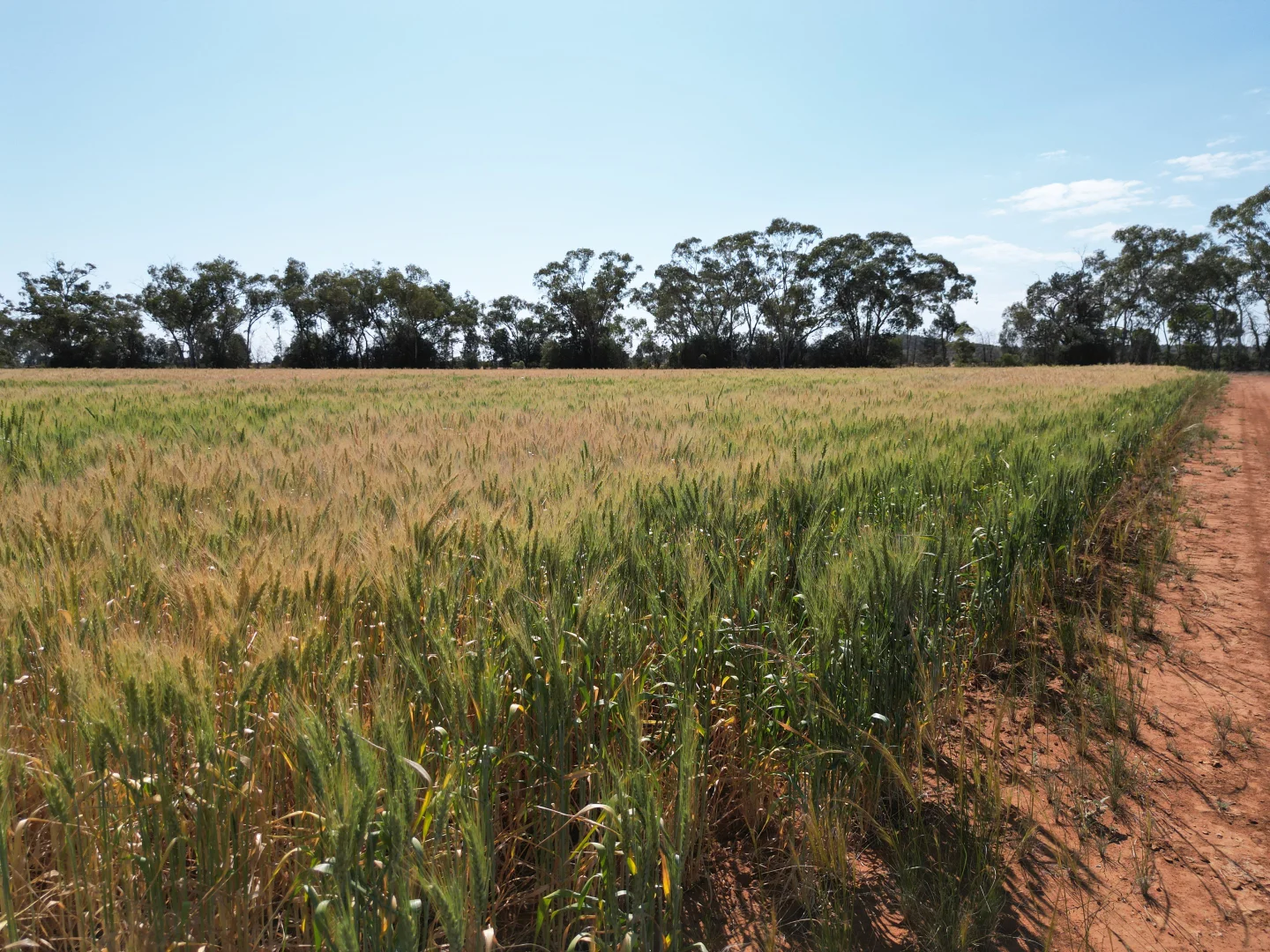 Additional image 16 of "Glendale"/4666 Mitchell Highway, Girilambone NSW 2831