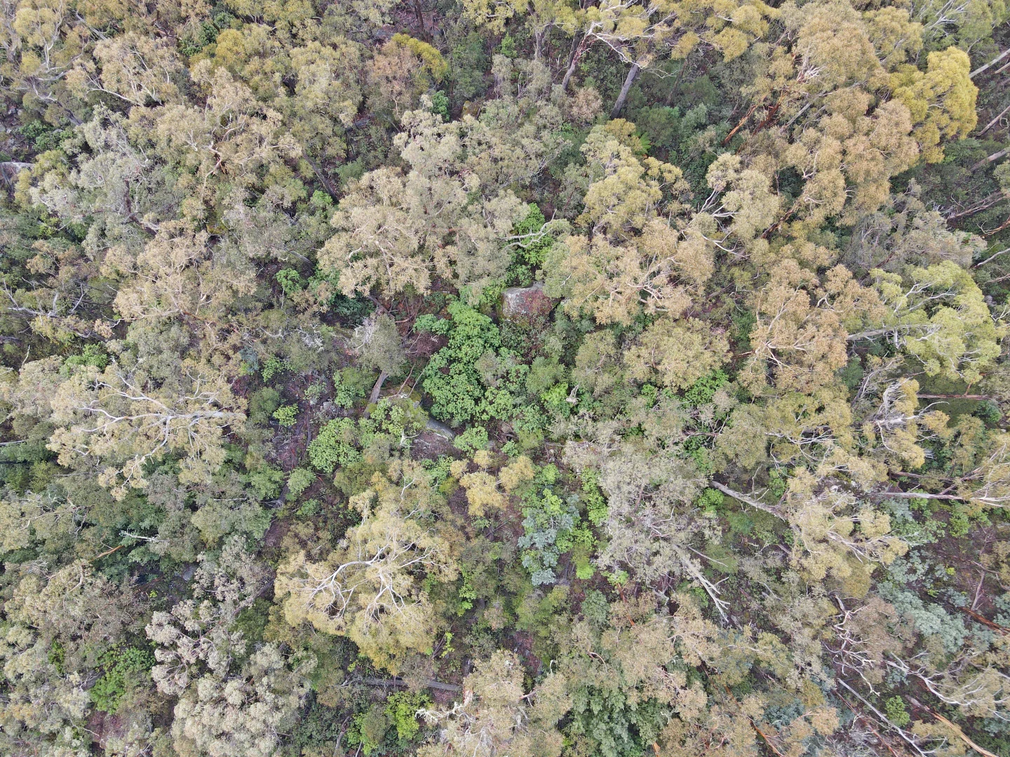 Additional image 3 of PID 6408103 Irish Town Road, St Marys TAS 7215