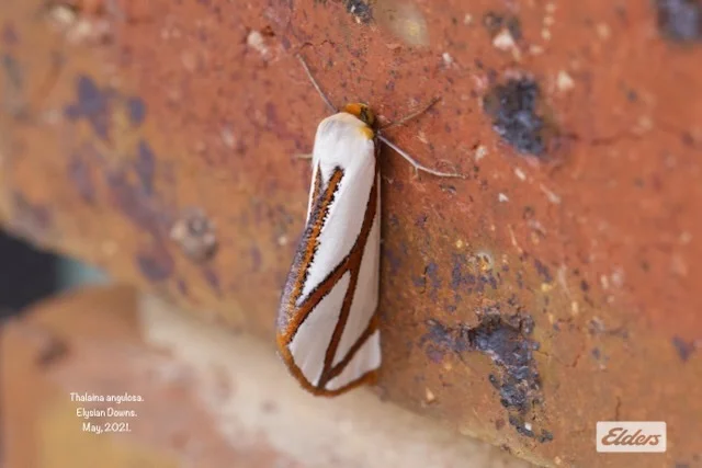 Additional image 13 of 50 William Perry Lane, Sebastian VIC 3556