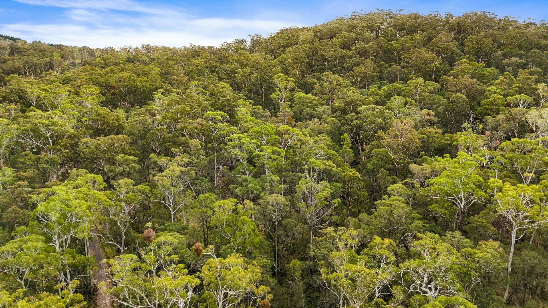 Additional image 4 of Lot 115 Big Jack Mountain Road, Cathcart NSW 2632