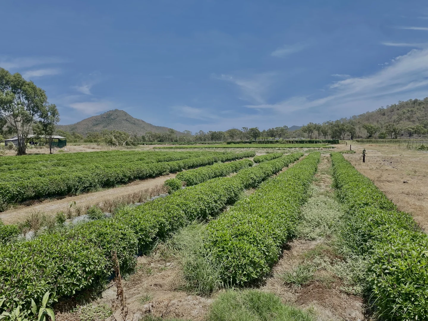 Additional image 16 of 1 Greta Road, Oak Valley QLD 4811