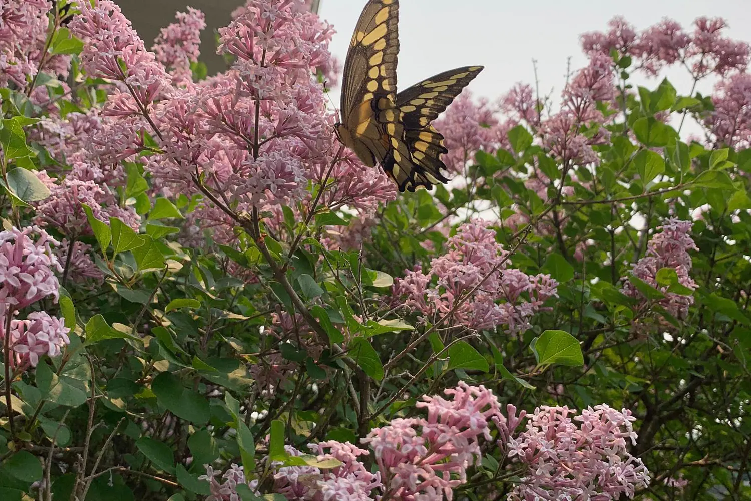 Additional image 2 of 1053 Mitchell Road