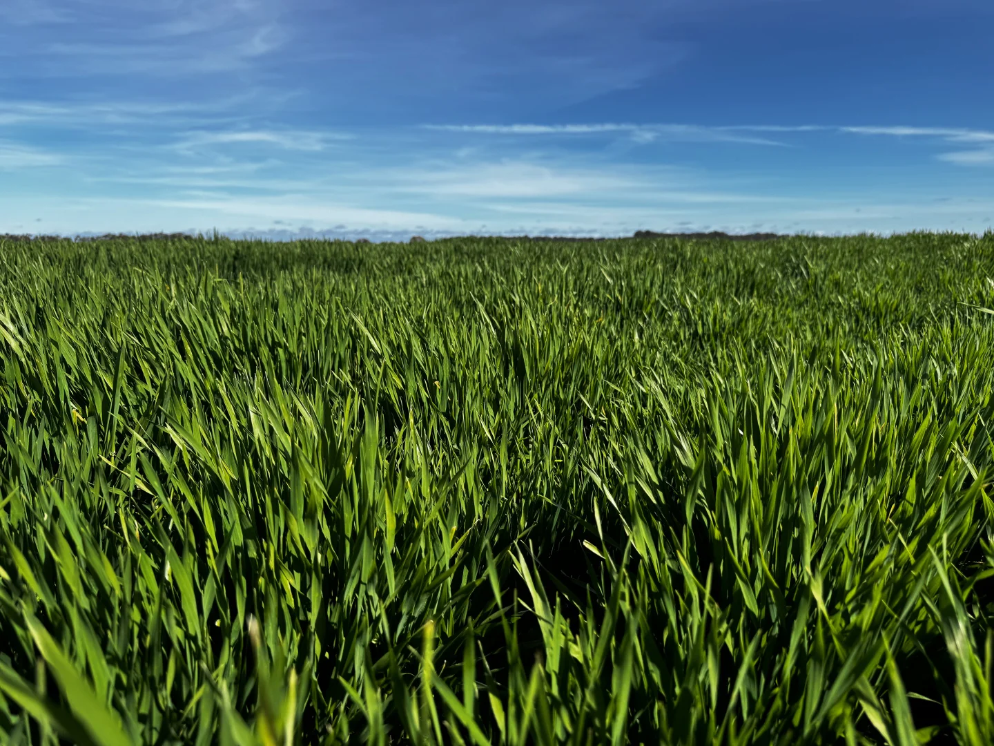 Additional image 17 of Smeatonvale Laterals Boree-Morago Rd, Deniliquin NSW 2710