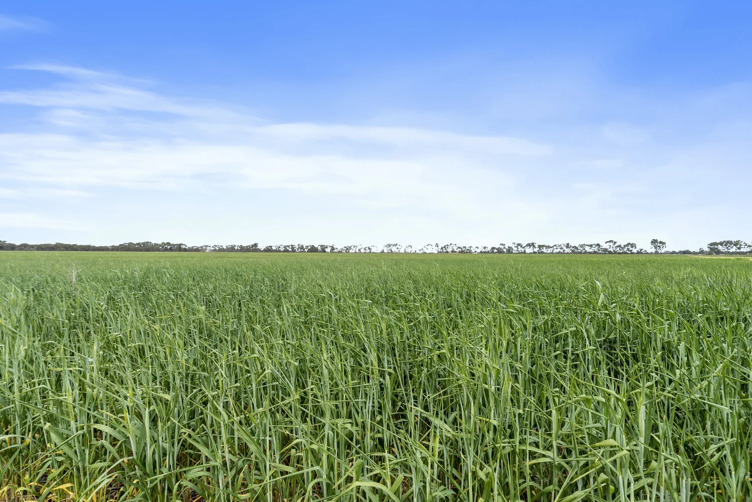 Additional image 29 of 1028 Walshs bridge south Road, Kaarimba VIC 3635
