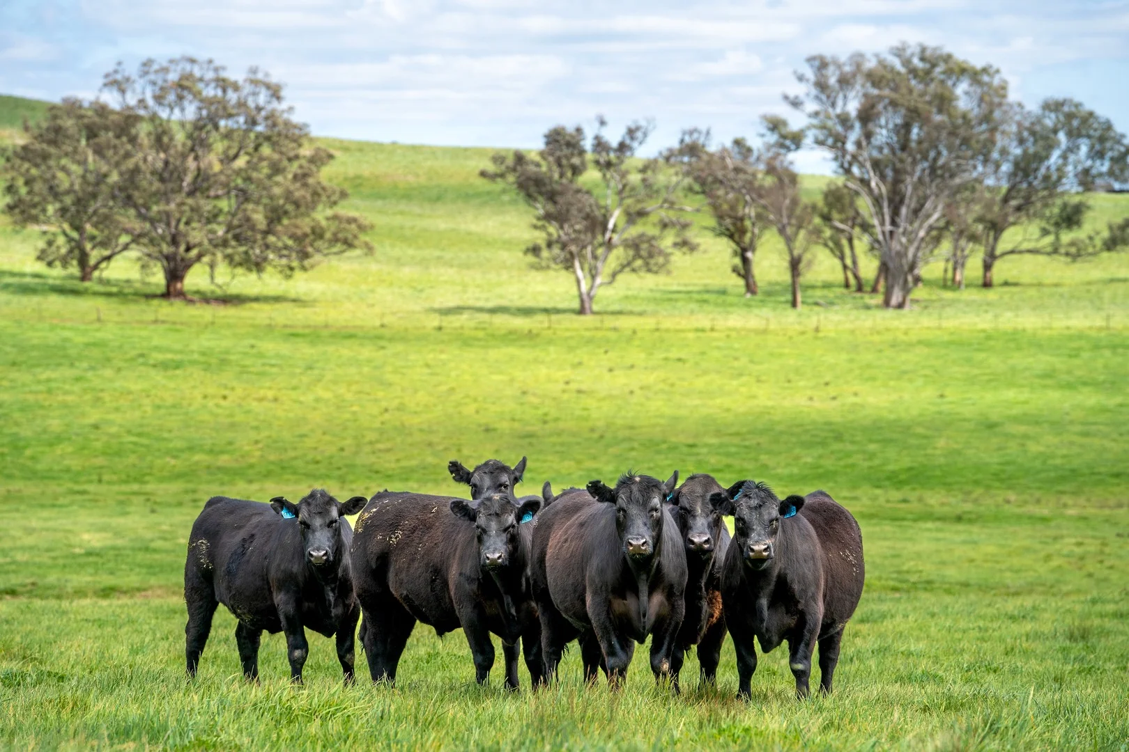 'Cronga Peak' 157 Cronga Peak Road, Molong NSW 2866