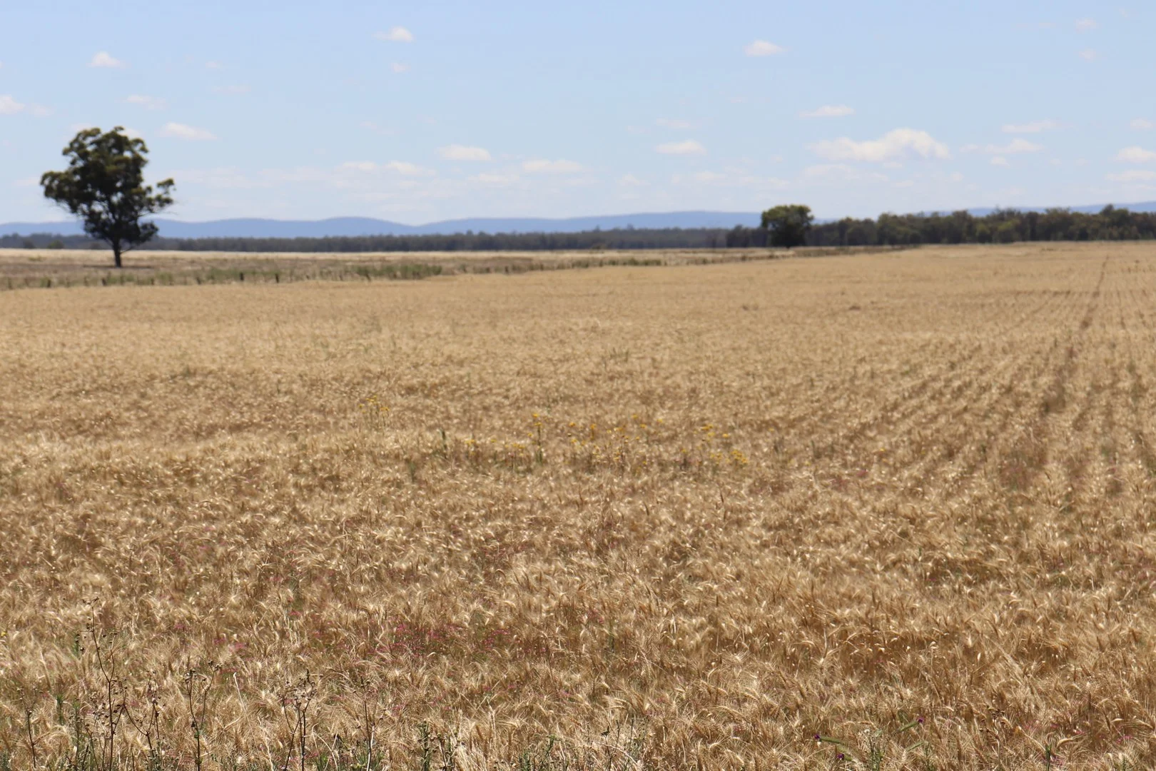 Additional image 21 of 655 Boorr Hill Road, Parkes NSW 2870