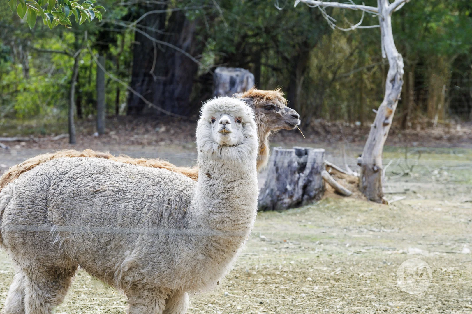 Additional image 16 of 255 Disney Street, Bittern VIC 3918