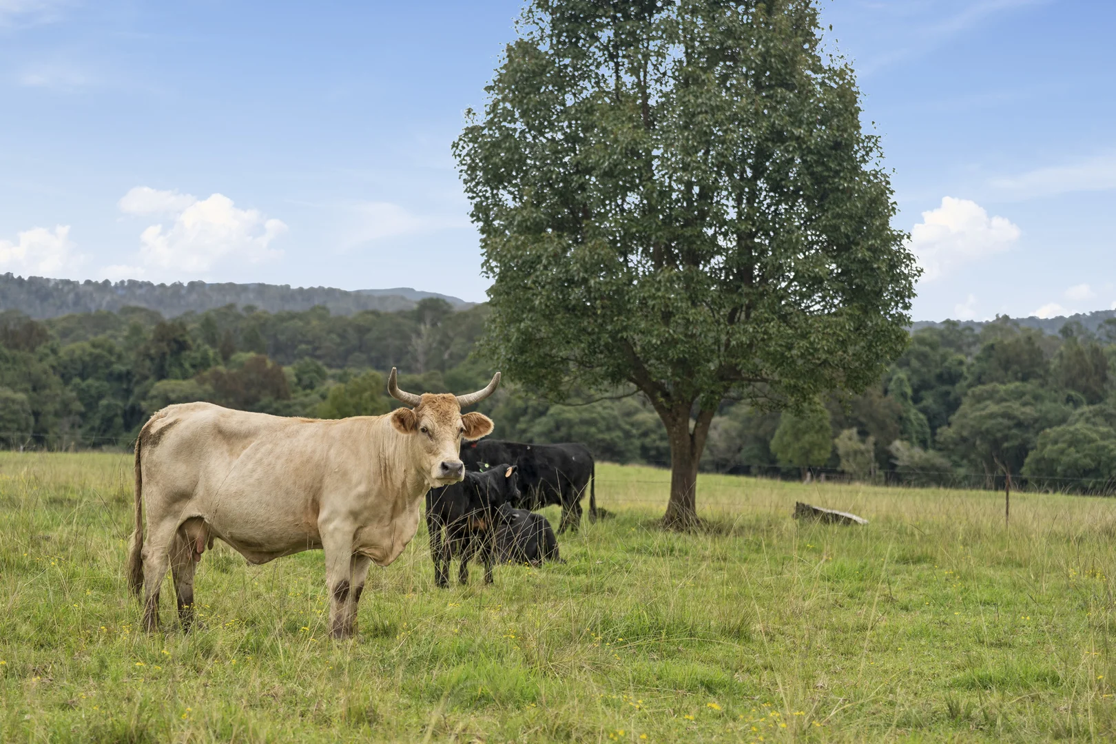 Additional image 12 of 5 Jenkinson Place, Nana Glen NSW 2450