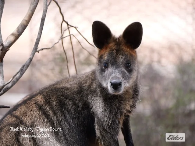 Additional image 8 of 50 William Perry Lane, Sebastian VIC 3556