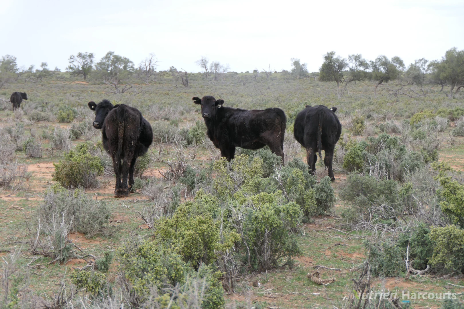 Additional image 27 of * Magenta Aggregation, Balranald NSW 2715