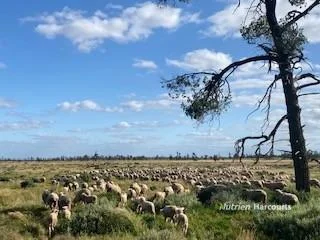 Additional image 13 of * Magenta Aggregation, Balranald NSW 2715